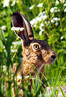 IYB5 Pete Butler International Year of Biodiversity Hare Today! Waxham
