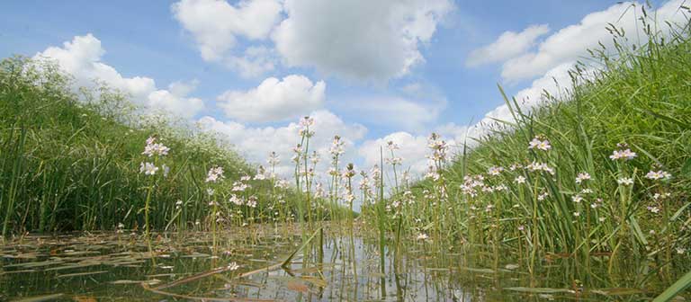 ‘New Life on the Old West’ project to benefit Cambridgeshire Fens