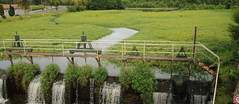 Invasive species alert: Water Primrose