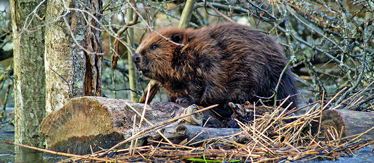 Beavers to become protected species in Scotland