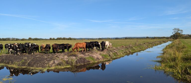 Bluetongue outbreak Summer 2026